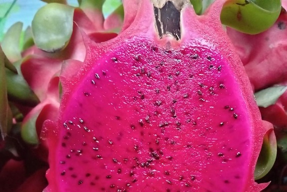 FRESH PLAZA: Vietnam: year-round dragon fruit supply thanks to local investments
